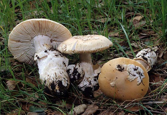 Amanita velosa - Mushroom Species Images